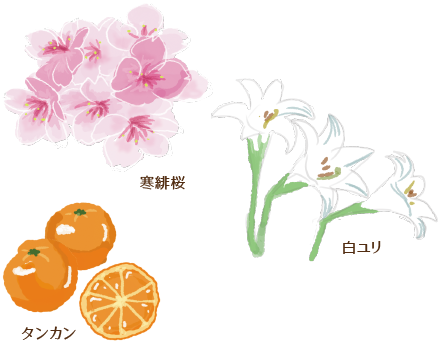 寒緋桜 山ゆり タンカン